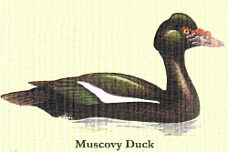 muscovy.jpg