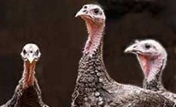 turkeys.jpg